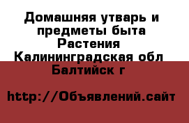 Домашняя утварь и предметы быта Растения. Калининградская обл.,Балтийск г.